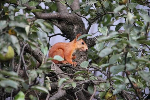 Squirrel on the tree Stock Photos