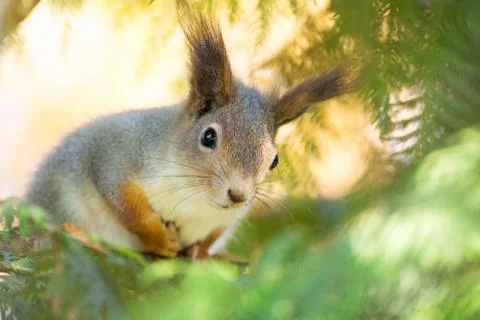 Squirrel on a tree Stock Photos