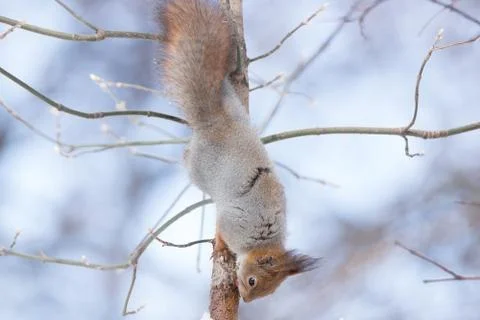 Squirrel on a tree Stock Photos