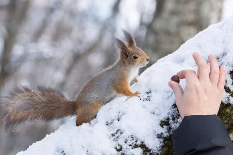 Squirrel on a tree Stock Photos