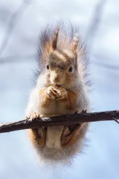 Squirrel on a tree Stock Photos