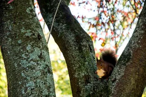 Squirrel on a tree Stock Photos