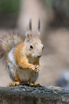 Squirrel on a tree Stock Photos