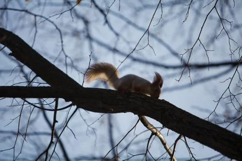 Squirrel on the tree Stock Photos