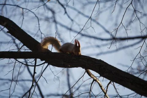 Squirrel on the tree Stock Photos