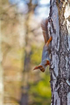 Squirrel on the tree Stock Photos