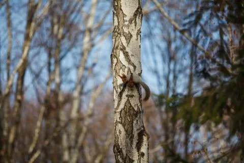 Squirrel on the tree Stock Photos