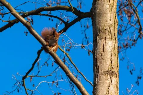 Squirrel on a tree Stock Photos