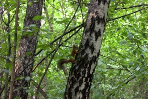 Squirrel on the tree 스톡 사진