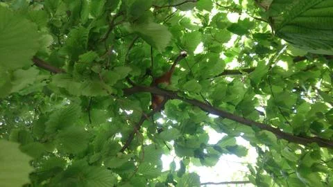 Squirrel on the tree 스톡 사진