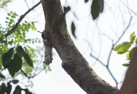Squirrel on a tree Foto stock