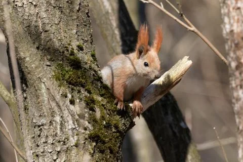 Squirrel on tree Stock Photos