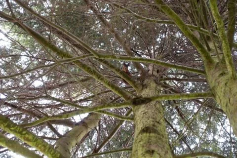 Squirrel in tree 库存照片