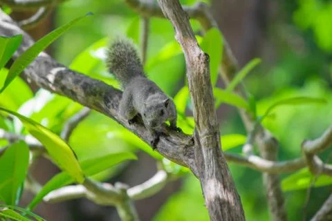 Squirrel on a tree. Stock Photos