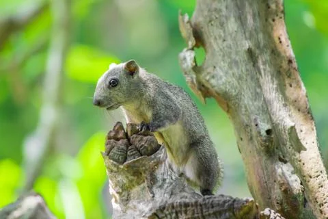 Squirrel on a tree. Stock Photos
