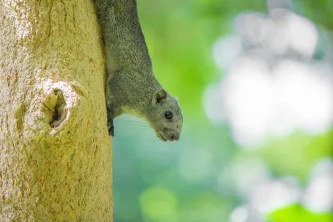 Squirrel on a tree. Stock Photos