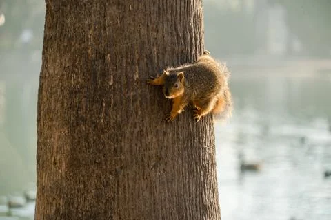 Squirrel on Tree Stock Photos