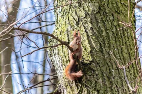  Squirrel on the tree Stock Photos