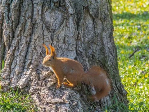  Squirrel on the tree Stock Photos