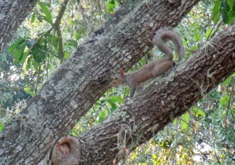 Squirrel in Tree Stock Photos