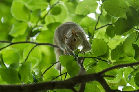 Squirrel in the tree Stock Photos