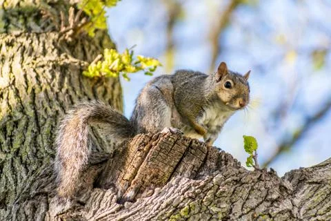 Squirrel in tree Stock Photos