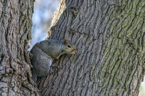 Squirrel in tree Stock Photos