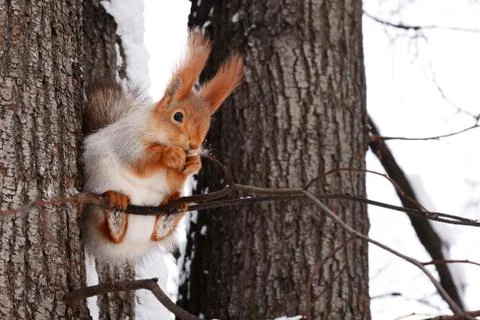 Squirrel on the tree Photos