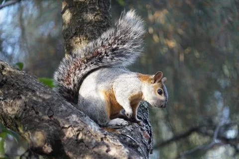 Squirrel on a tree Stock Photos
