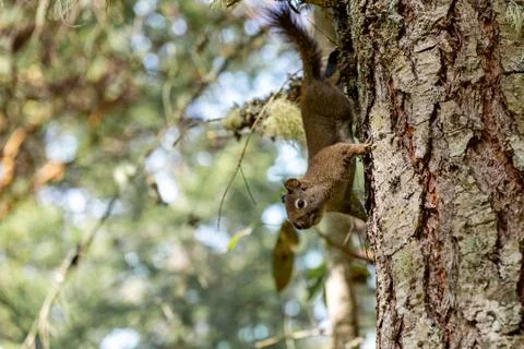 Squirrel on tree Stock Photos