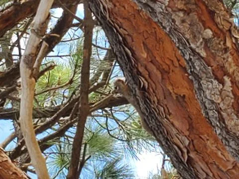 Squirrel in tree Stock Photos