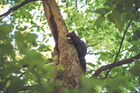 A squirrel in a tree Stock Photos
