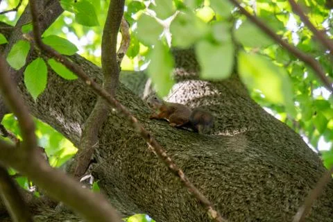 Squirrel on a tree Foto stock