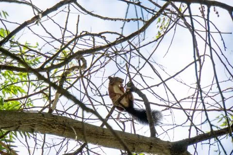 Squirrel on a tree Stock Photos