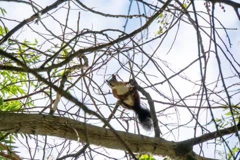 Squirrel on a tree Foto stock