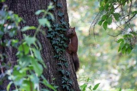Squirrel on a tree Stock Photos