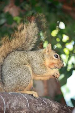 Squirrel In Tree Stock Photos