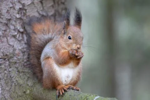 Squirrel on a tree Stock Photos