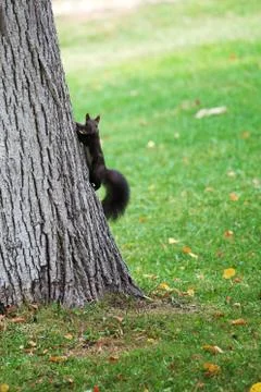 Squirrel on a tree Stock Photos