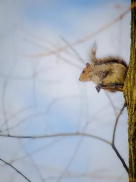 Squirrel on a tree Stock-Fotos