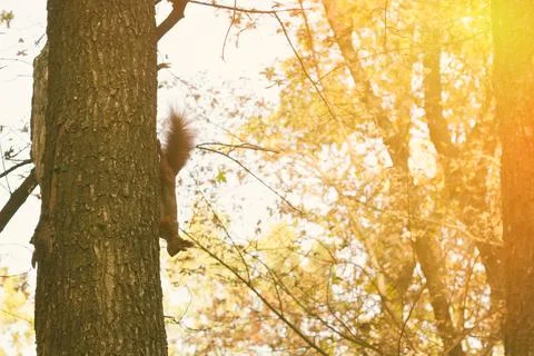 Squirrel on a tree Stock Photos