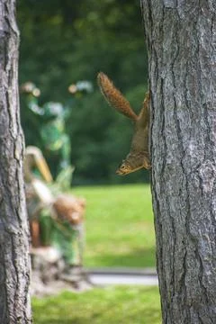 Squirrel on a tree Stock Photos