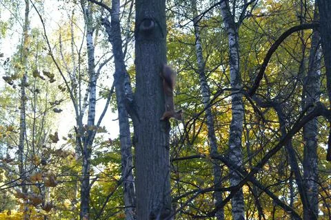Squirrel on a tree Stockfoto's