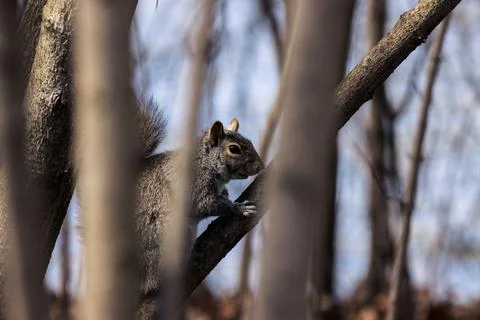 Squirrel in a tree Stock Photos