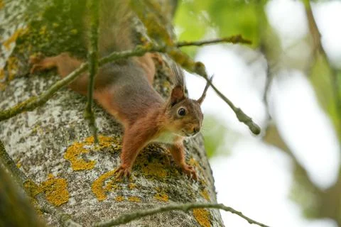 Squirrel on a tree Stock Photos