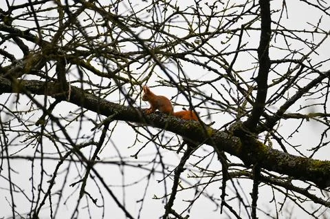 A squirrel on a tree Stock Photos
