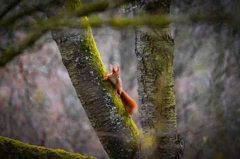 A squirrel on a tree Stock Photos