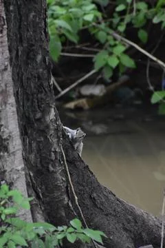 Squirrel on the tree Foto stock