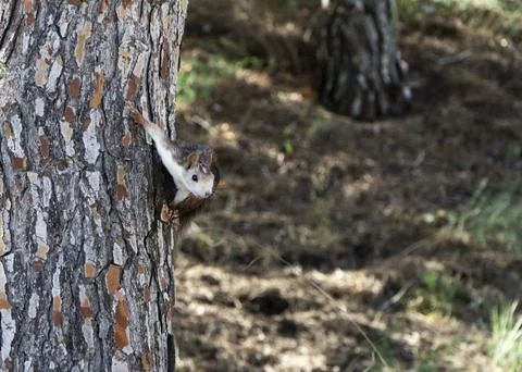 A squirrel in a tree Stock Photos