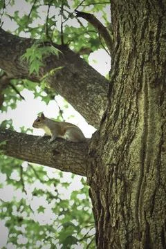 Squirrel in a Tree Stock Photos